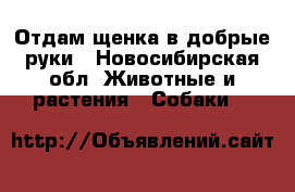 Отдам щенка в добрые руки - Новосибирская обл. Животные и растения » Собаки   